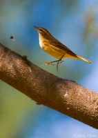 Perching Birds
