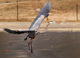 Great Blue Heron