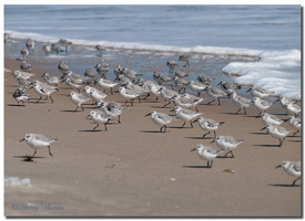 Sanderling