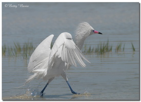 White Morph Reddish Egret